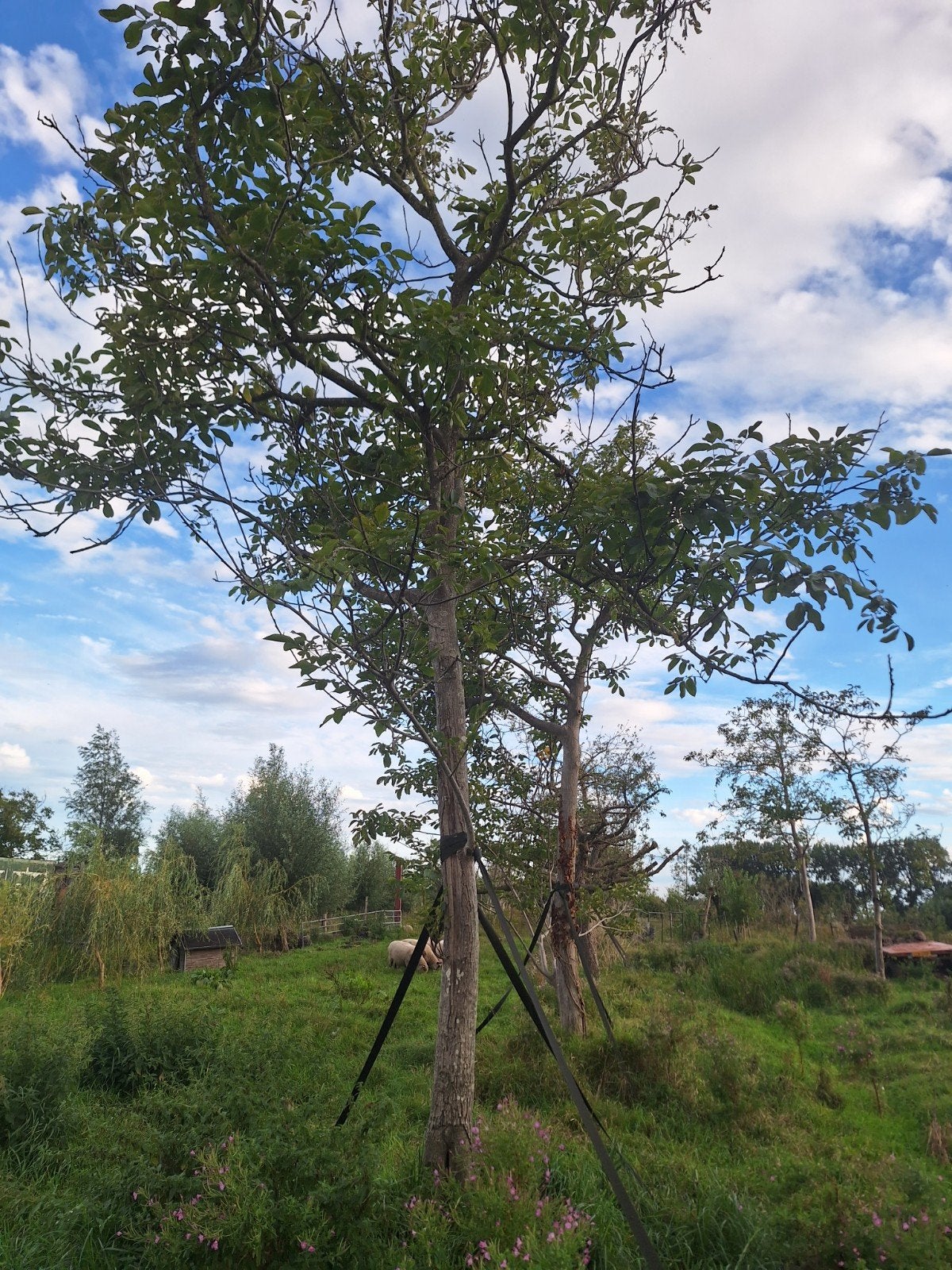 Walnotenbomen Juglans Regea. 30 jaar oud, Ophalen of Verzenden, Halfschaduw, Bolboom, 400 cm of meer