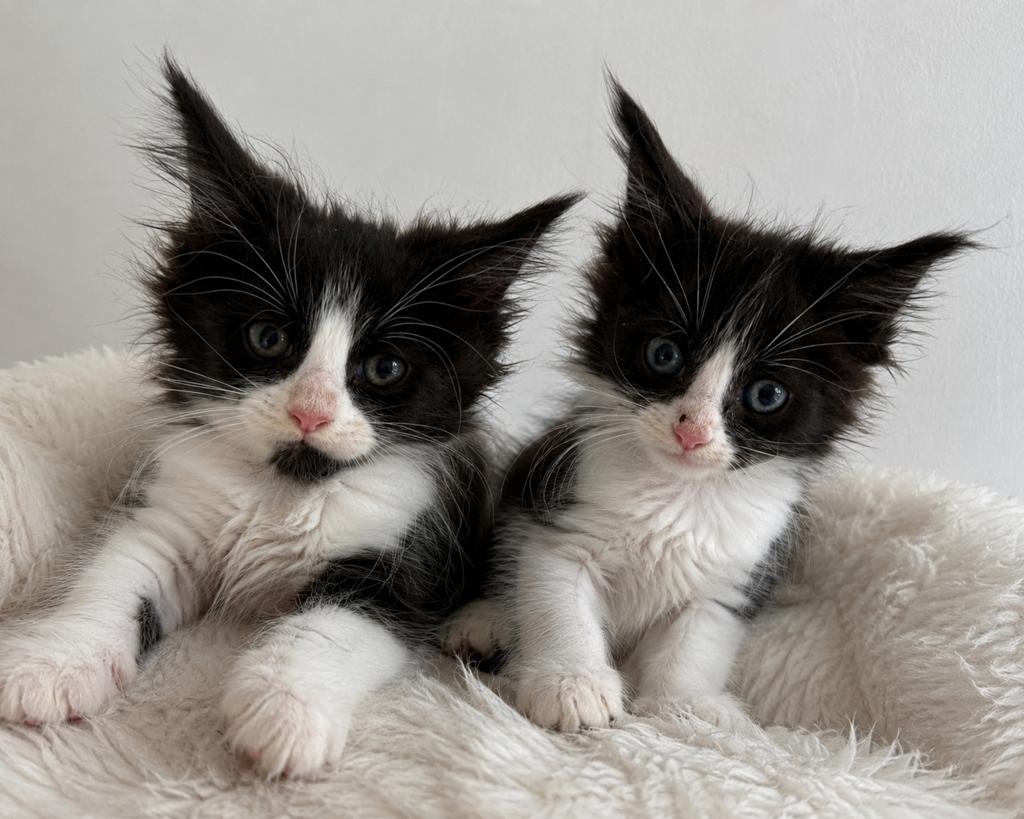 Prachtige maine coon kittens mogen het nest verlaten, Dieren en Toebehoren, Katten en Kittens | Raskatten | Langhaar, Meerdere dieren