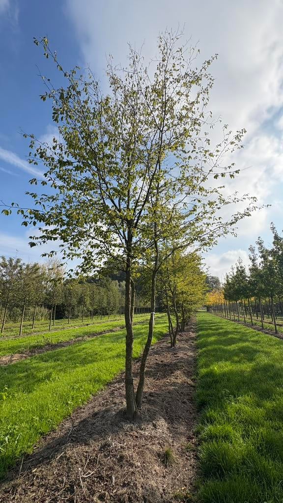 Meerstammige carpinus betulus bomen in maten leverbaar, Ophalen of Verzenden, Volle zon, Overige soorten