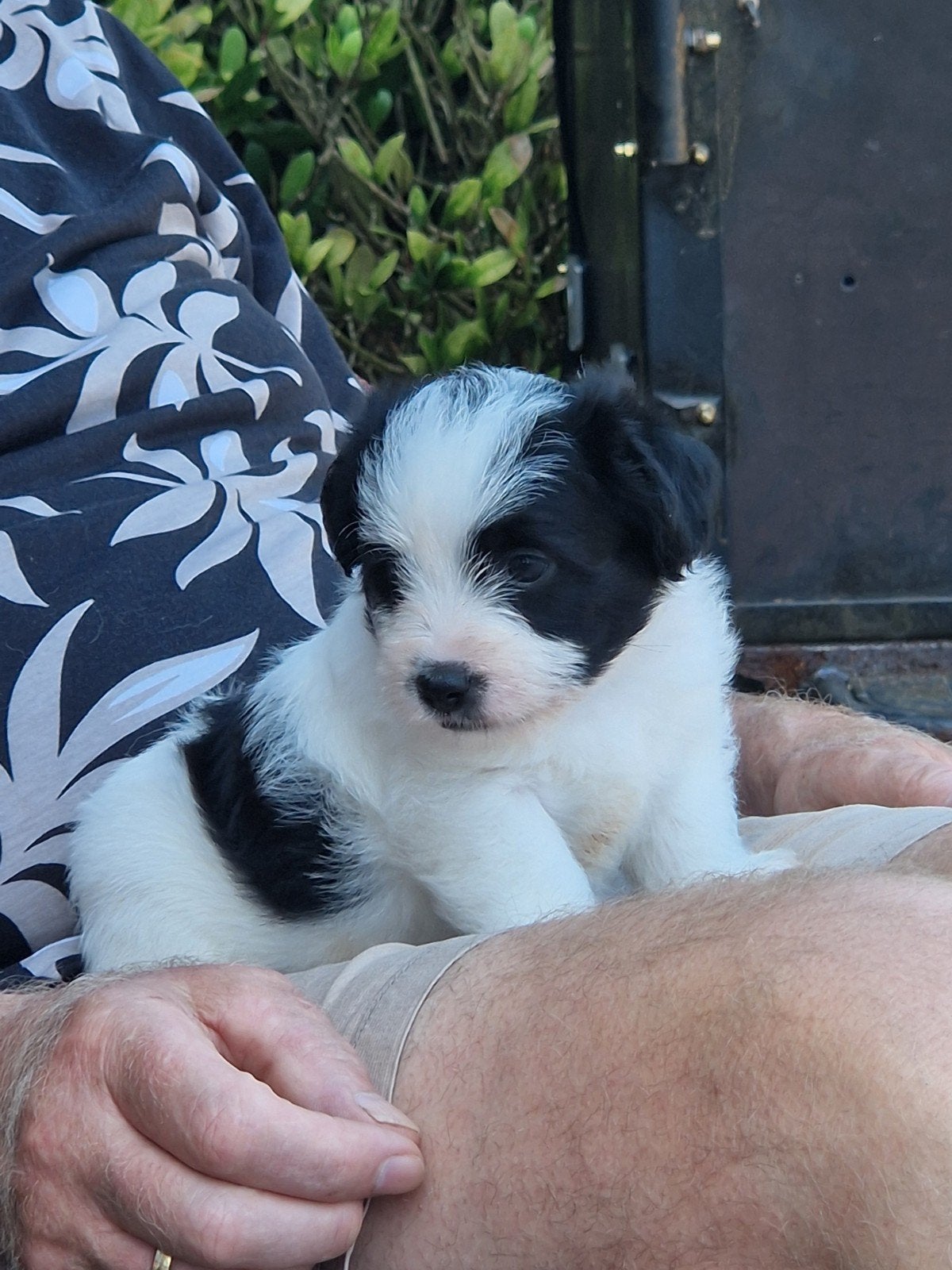 Prachtige Kruising Pups, 8 tot 15 weken, Meerdere, Meerdere dieren, Nederland