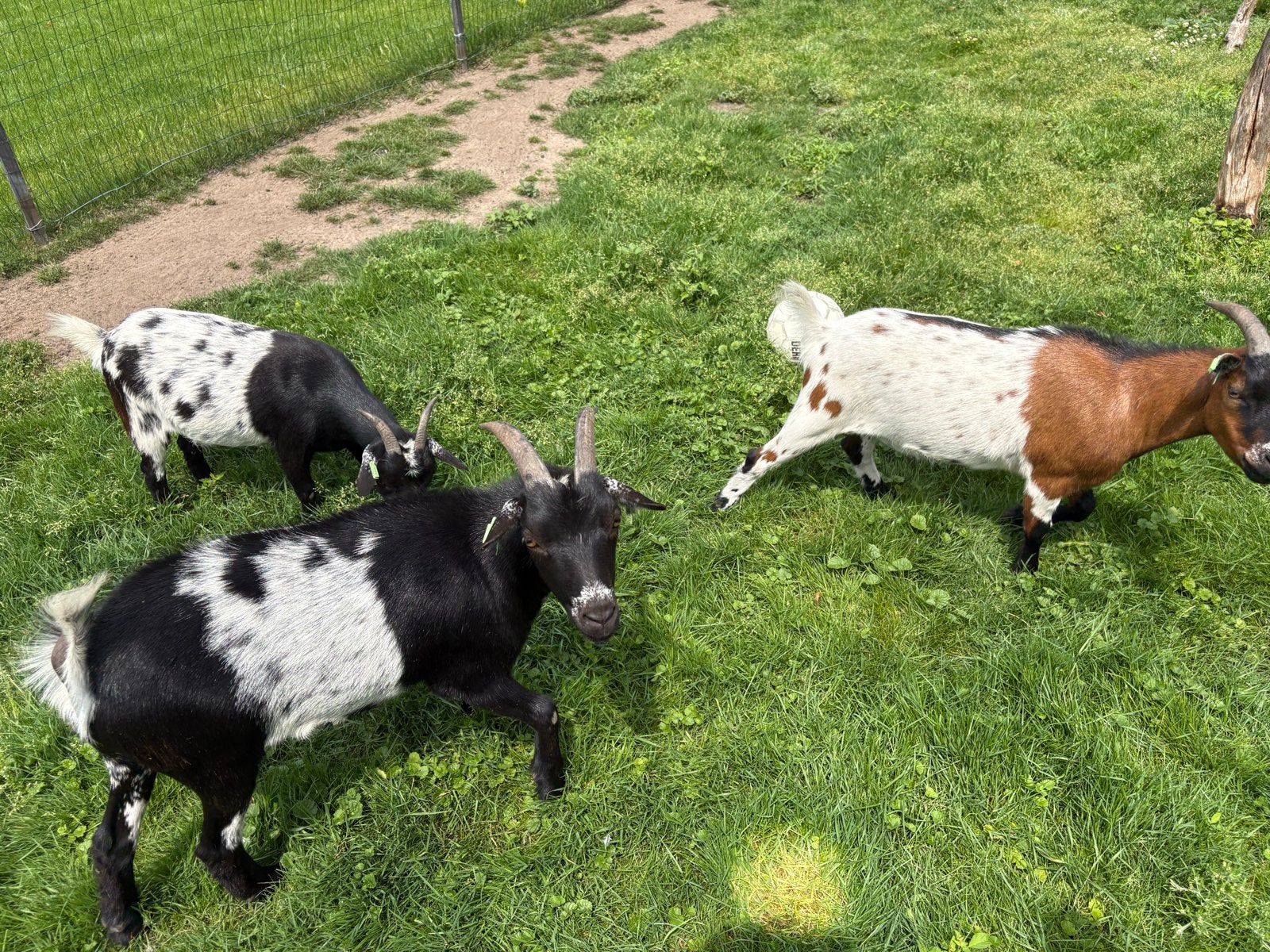 Tamme dwerggeiten, geitje en 2 gecastreerde bokjes, Dieren en Toebehoren, Meerdere dieren