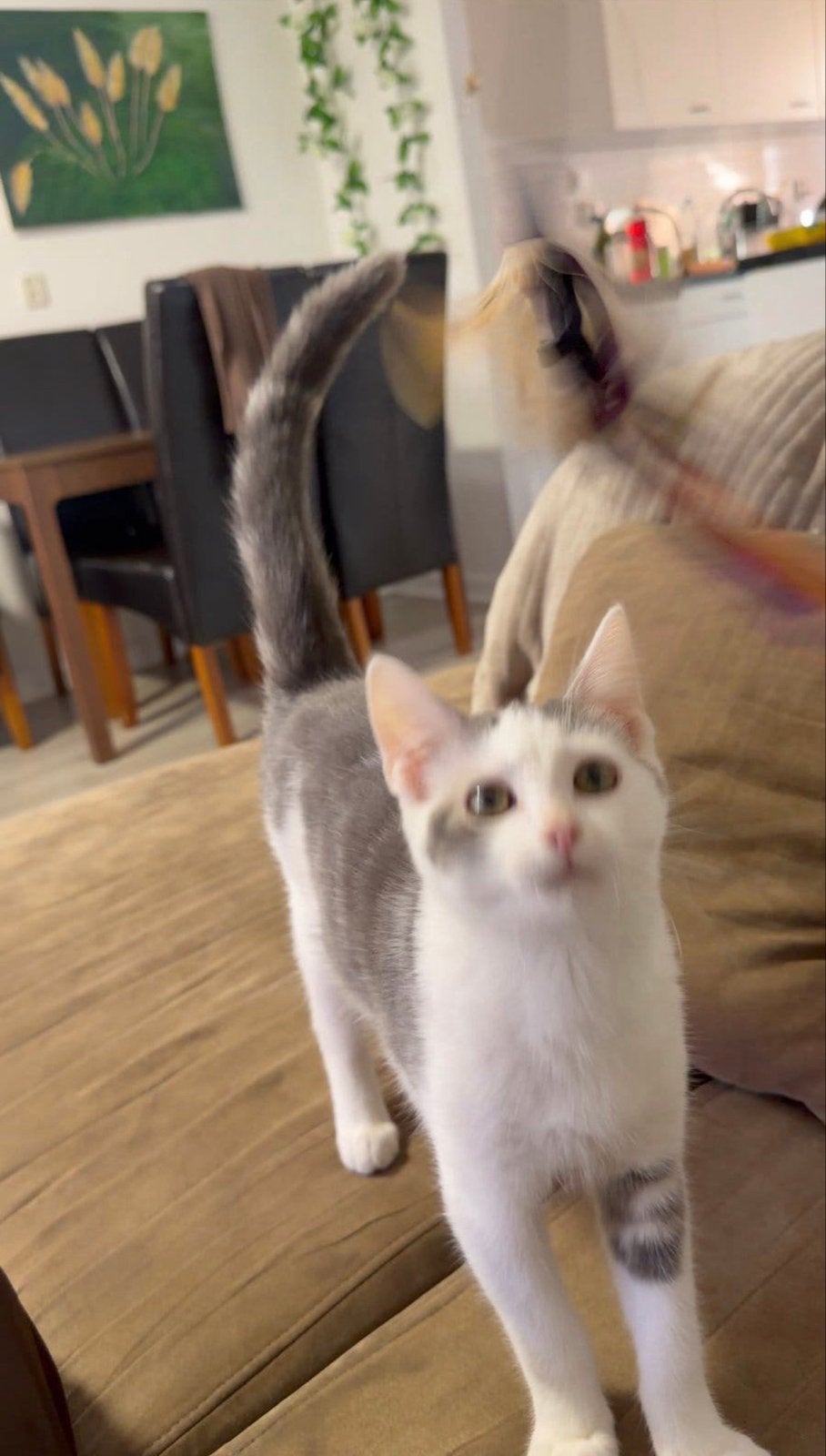 Kitten Kater Ragdoll x europese korthaar 14 mei geboren, Dieren en Toebehoren, Kater, Kortharig, 0 tot 2 jaar