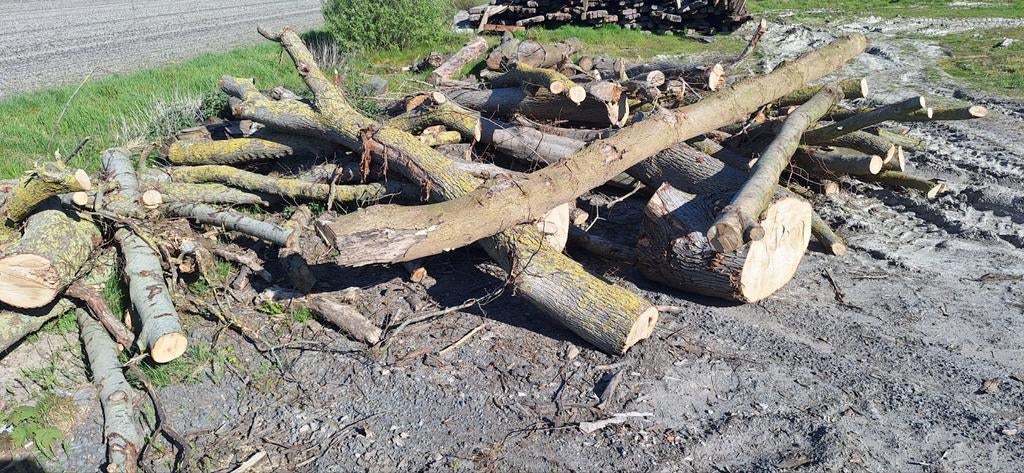 Haardhout boomstammen. Es esdoorn overige.  10 kuub., 6 m³ of meer, Ophalen of Verzenden, Essenhout