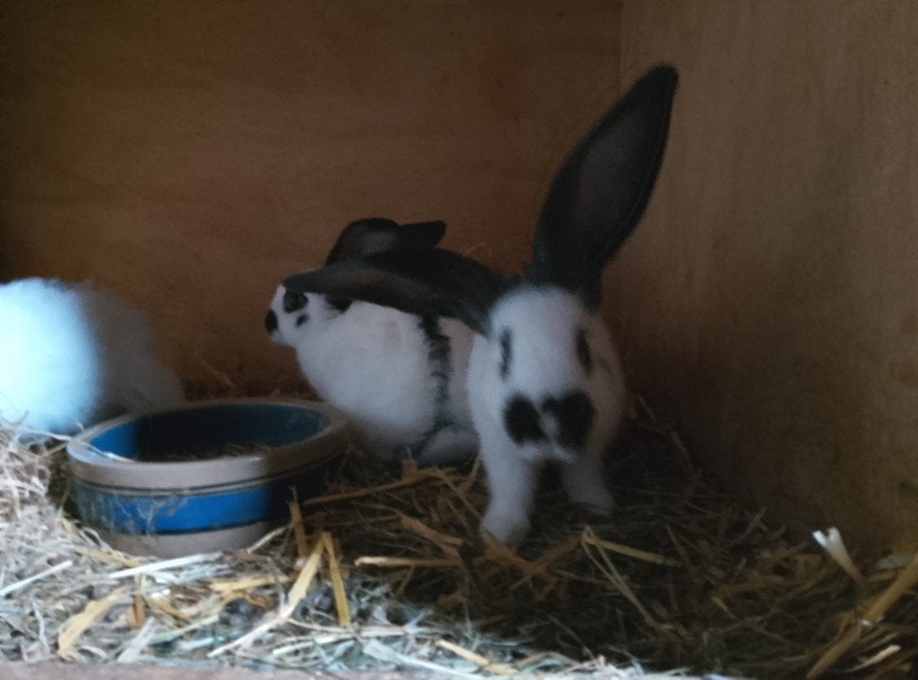 Lotharinger groot, Dieren en Toebehoren, Meerdere dieren, Groot, 0 tot 2 jaar
