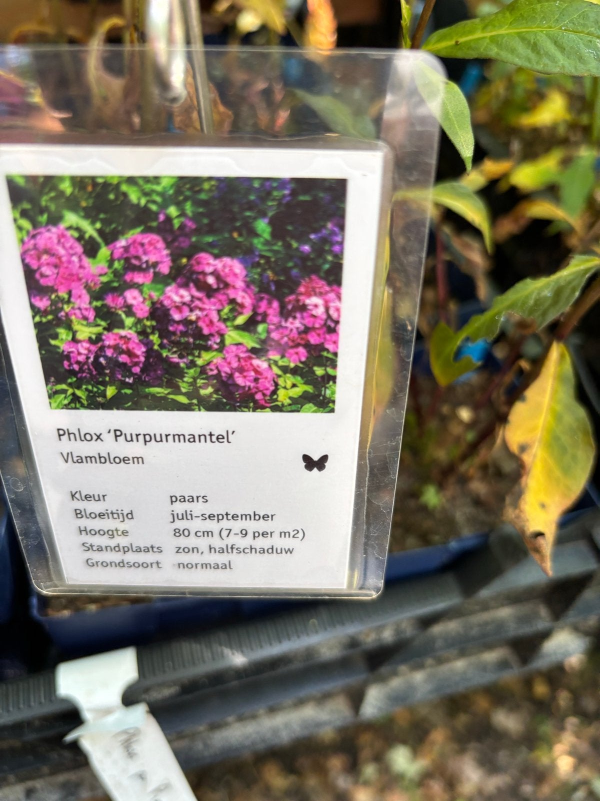 Phlox 'Purpurmantel' - Vlambloem voor uw tuin, Overige soorten, Volle zon, Vaste plant, Ophalen of Verzenden
