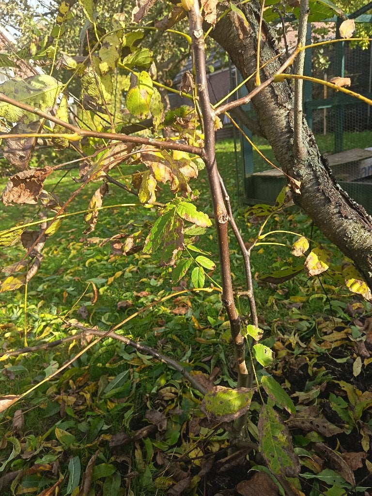 notenboom (2-jarige stek), Ophalen, 100 tot 250 cm, Walnotenboom, Zomer