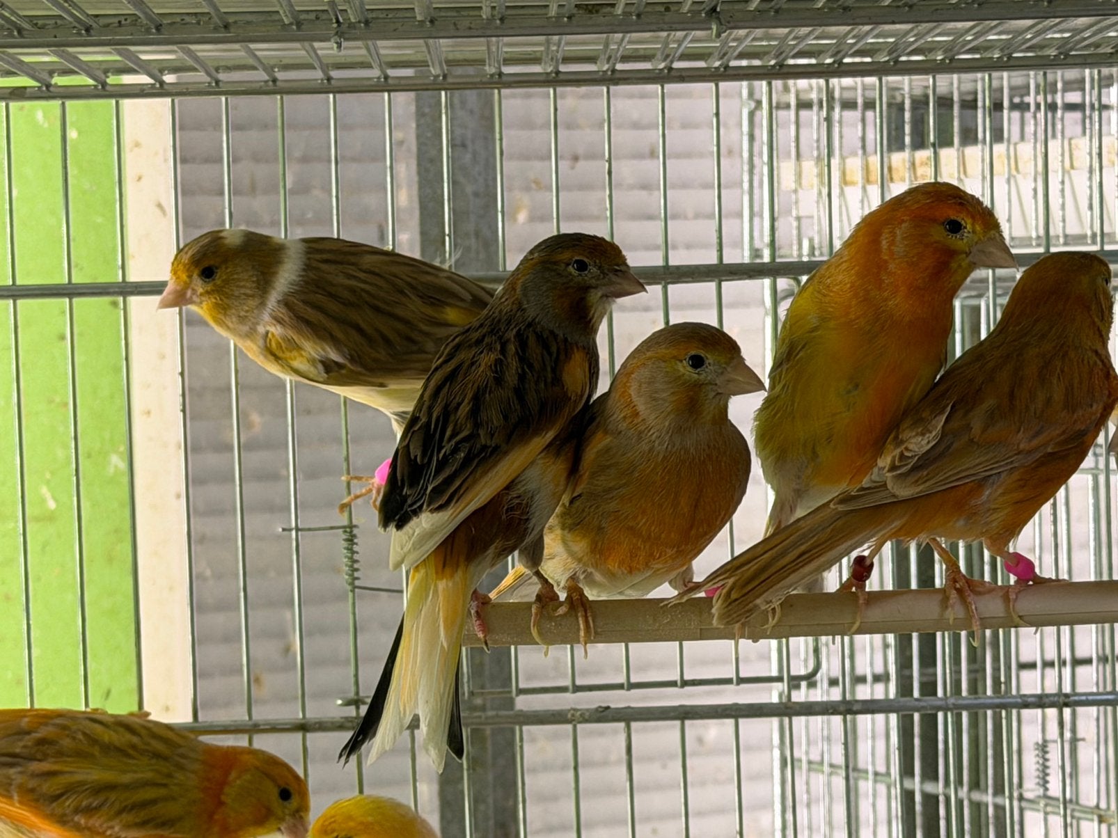 Kleur kanaries, Dieren en Toebehoren, Vogels | Kanaries, Meerdere dieren, Kleurkanarie