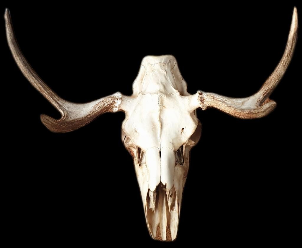 Eland schedel met gewei - 60 cm breed, Ophalen of Verzenden, Gebruikt, Wild dier, Gewei of Kop