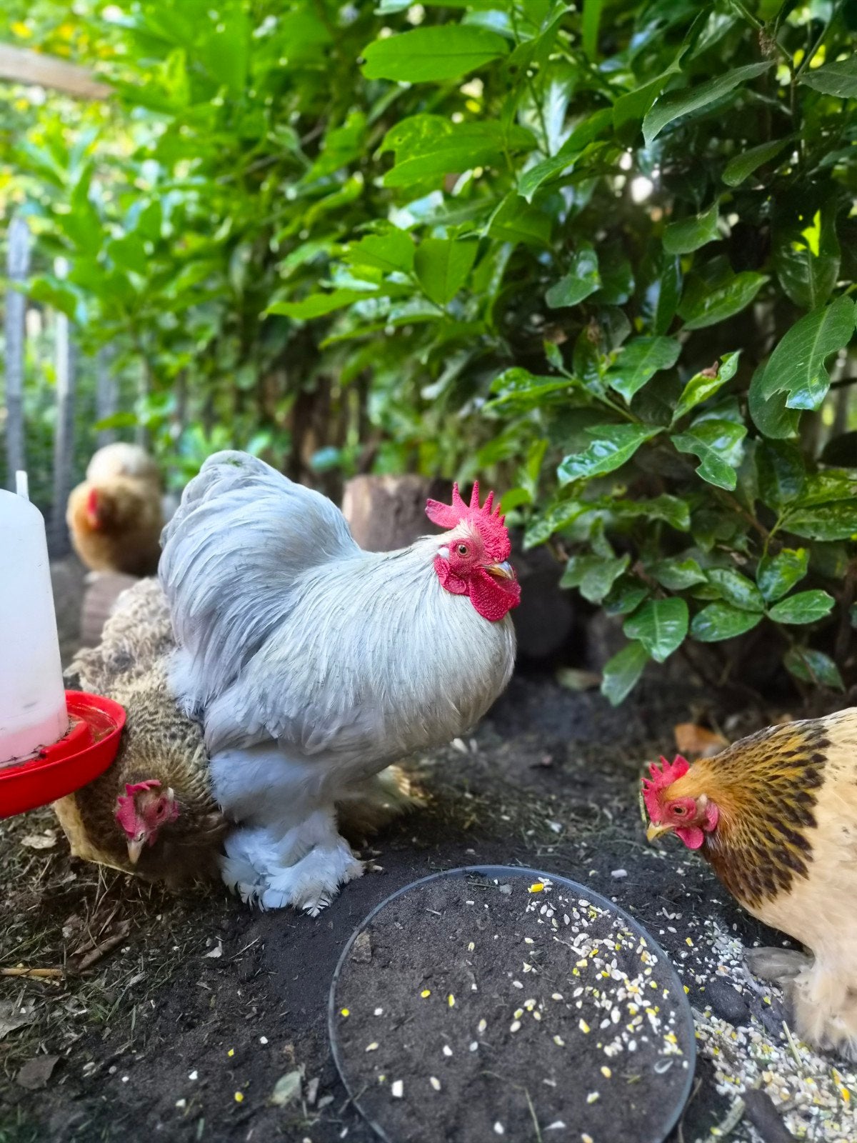 Cochinkriel haan, Dieren en Toebehoren, Mannelijk, Kip