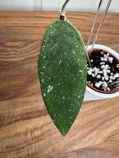 Hoya scortechinii, Ophalen, Overige soorten, Halfschaduw, Minder dan 100 cm