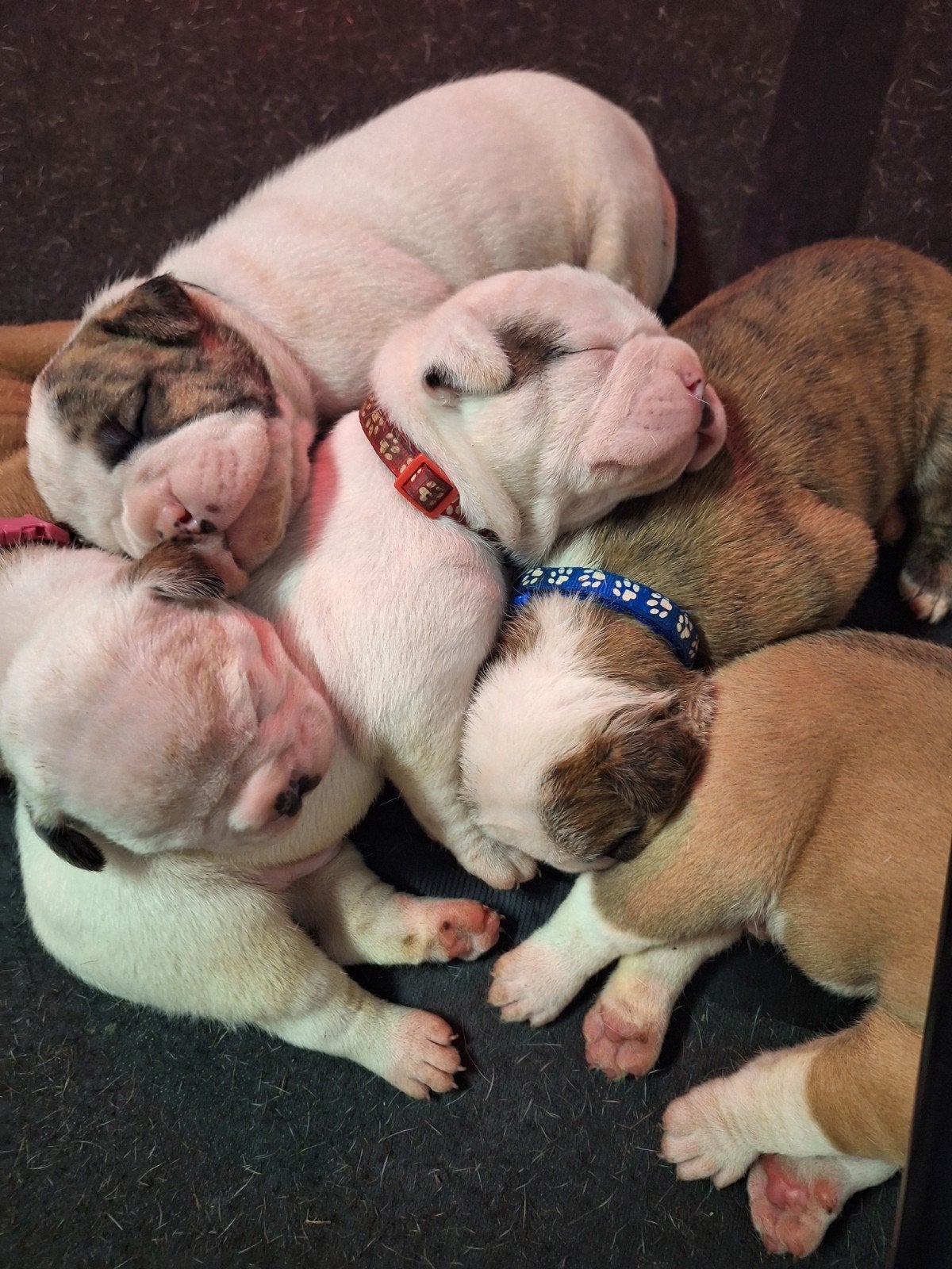 Forse puppy's Amerikaanse /Old english bulldog, 8 tot 15 weken, Bulldog, Meerdere, Meerdere dieren