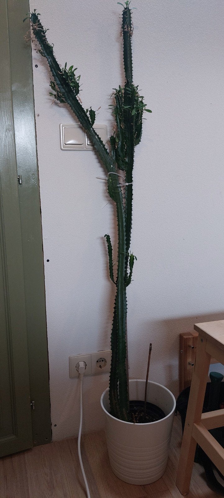 Nieuw huis gezocht, Tuin en Terras, Ophalen, Volle zon, Overige soorten, 100 tot 250 cm