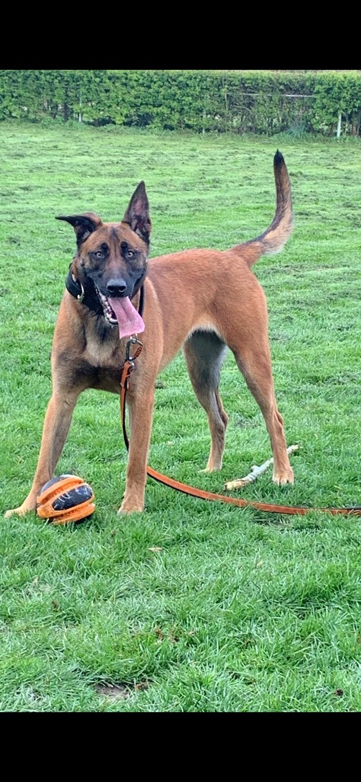 Mechelse herder teefje, 1 tot 2 jaar, Teef, Parvo, Eén hond