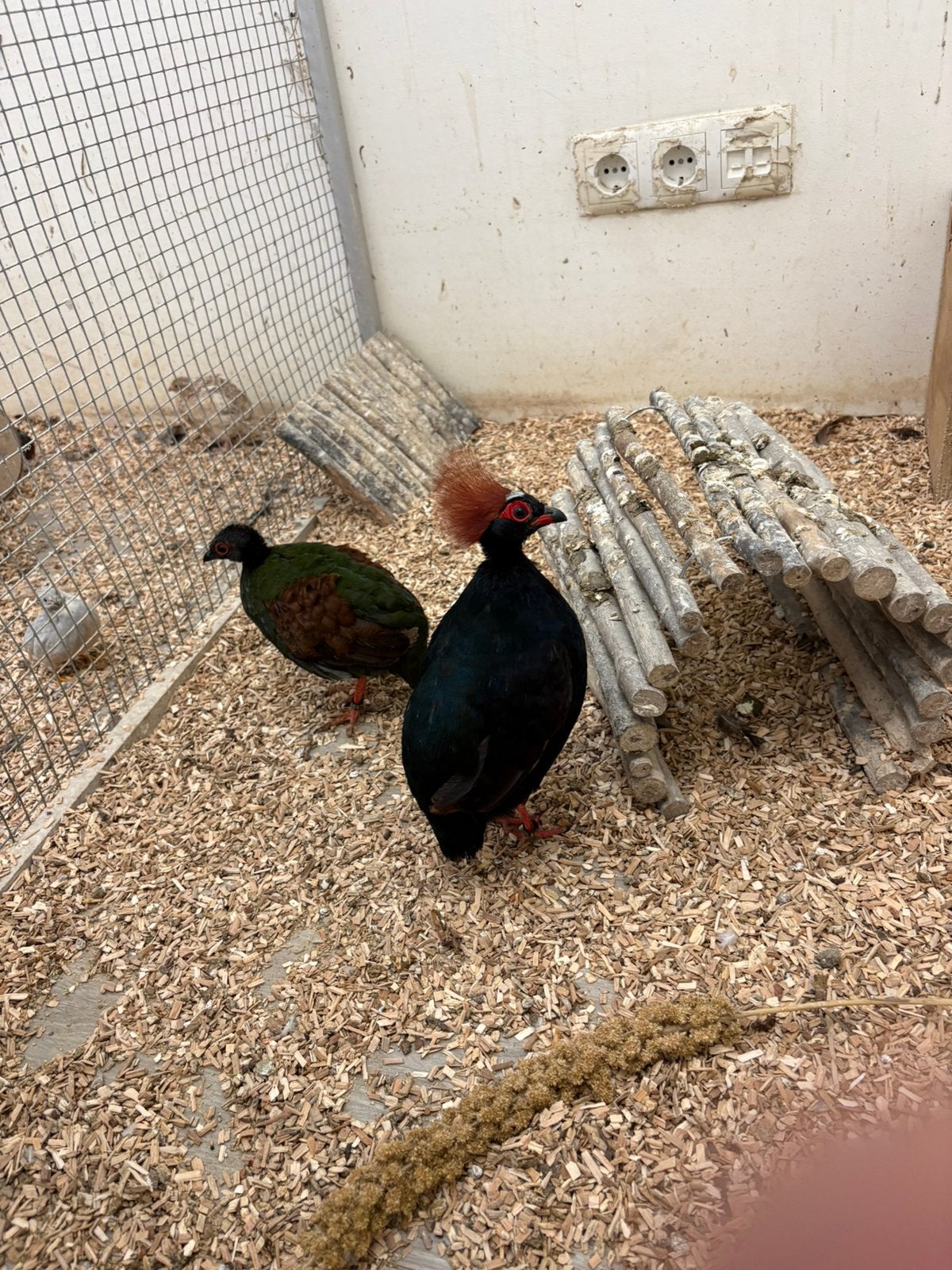 Koppel Roul Rouls, losse Haan., Meerdere dieren
