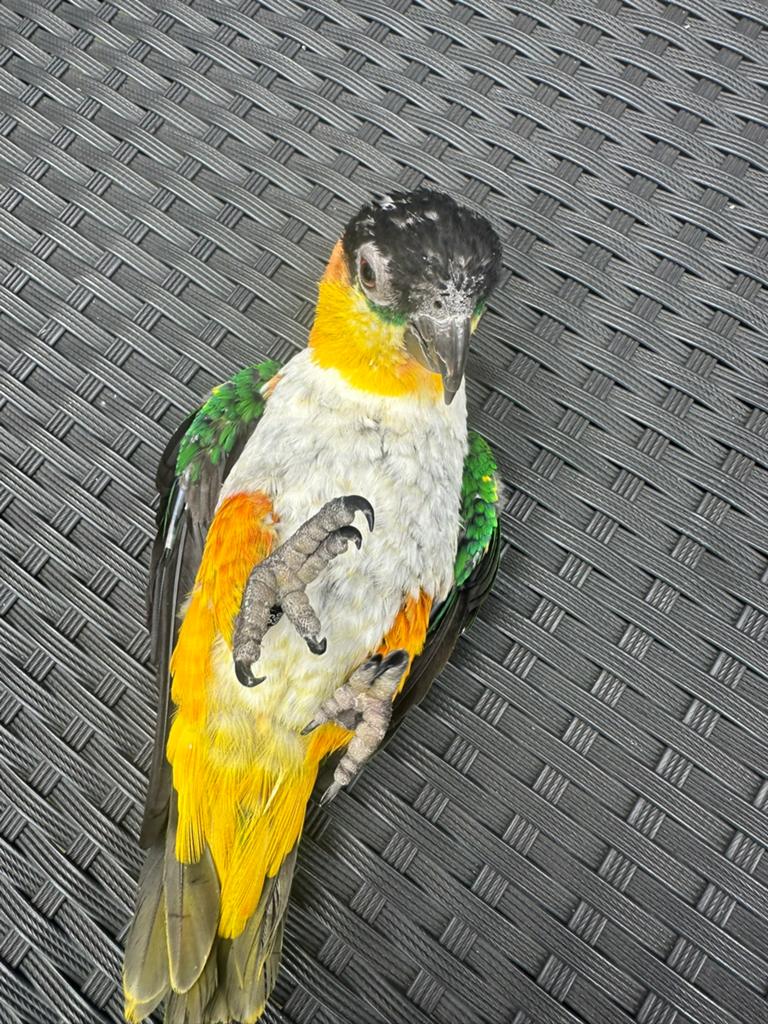 Lief en tamelijk caique mannetje zoekt een nieuw thuis, Dieren en Toebehoren, Mannelijk, Papegaai