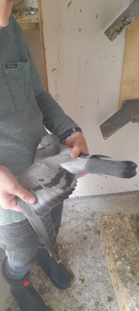 Jonge postduiven, Dieren en Toebehoren, Meerdere dieren, Postduif