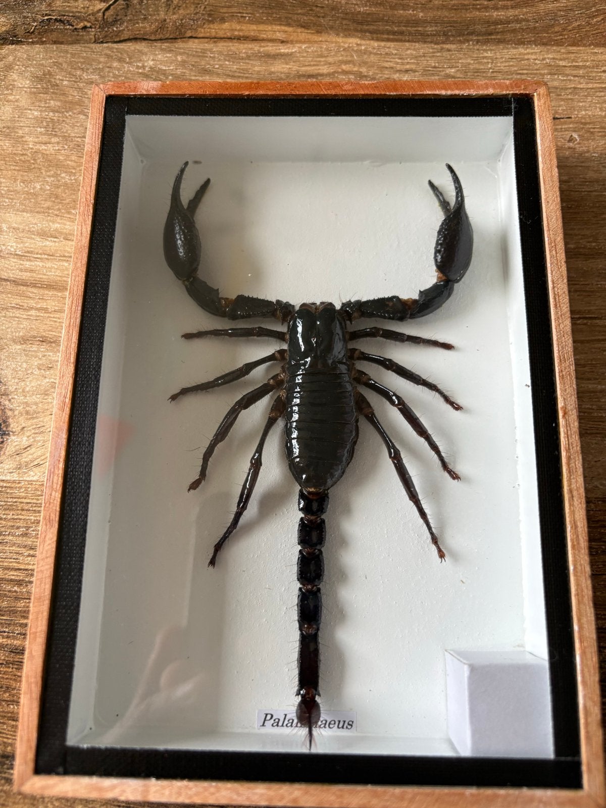 Opgezette schorpioen in lijst - Palamneus, Verzamelen, Ophalen of Verzenden, Zo goed als nieuw, Insect, Opgezet dier
