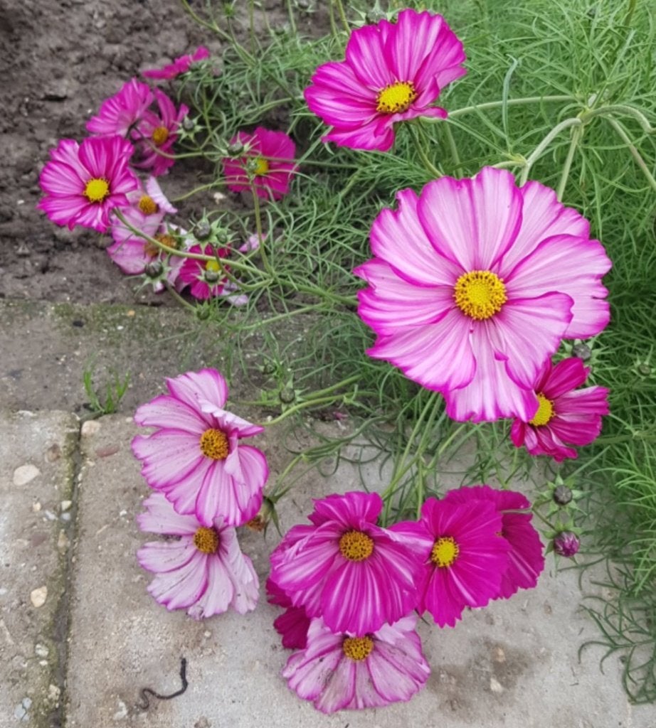Bloemenzaden meerkeuze, Ophalen of Verzenden, Gehele jaar, Volle zon, Zaad