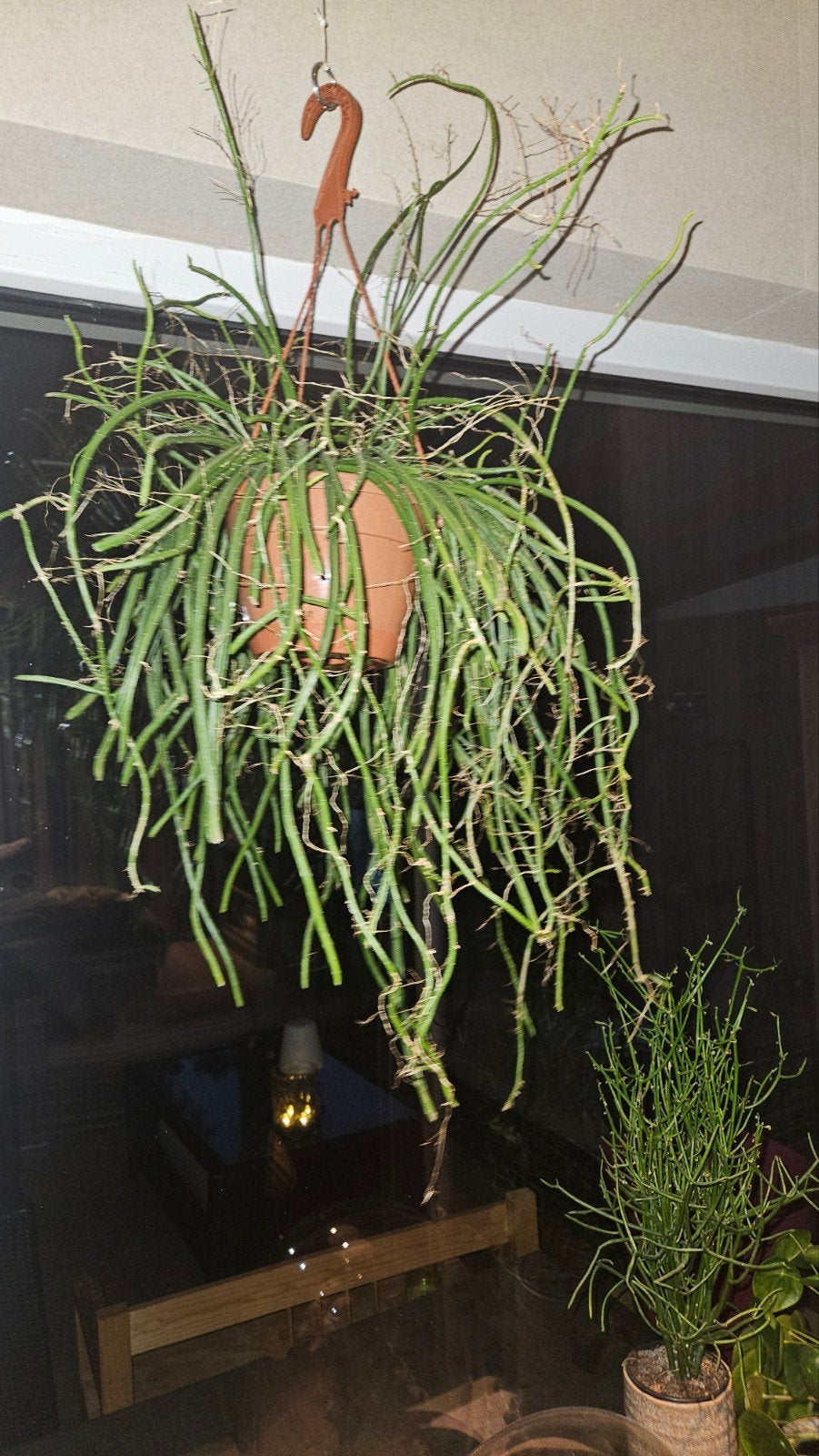 Rhipsalis Selenicereus - Hangplant, Huis en Inrichting, Ophalen, Halfschaduw, Minder dan 100 cm, Groene kamerplant