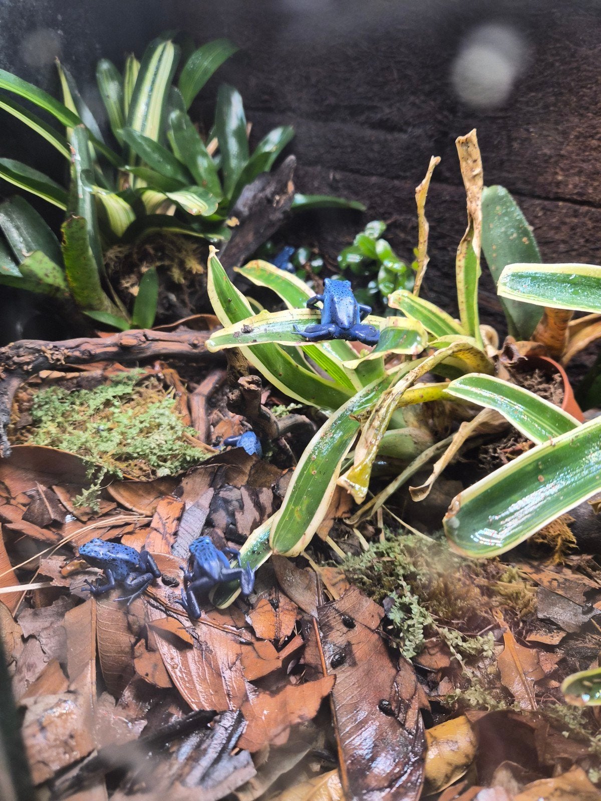 Groepje jonge Dendrobates tinctorius Azureus, Amfibie, 0 tot 2 jaar