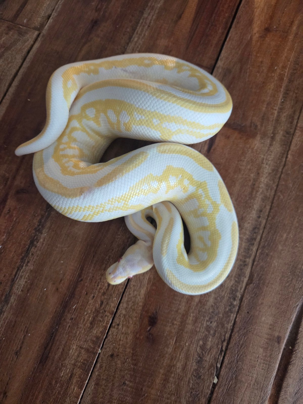 Koningspython / Ball python Ball Python photo 4
