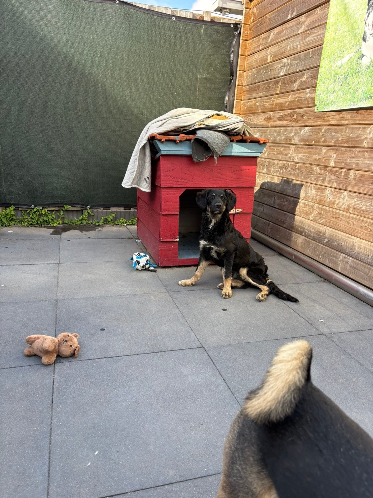 Ter adoptie nala teefje groot 4 mnd oud, Dieren en Toebehoren, Honden | Niet-rashonden, Particulier, 15 weken tot 1 jaar, Buitenland
