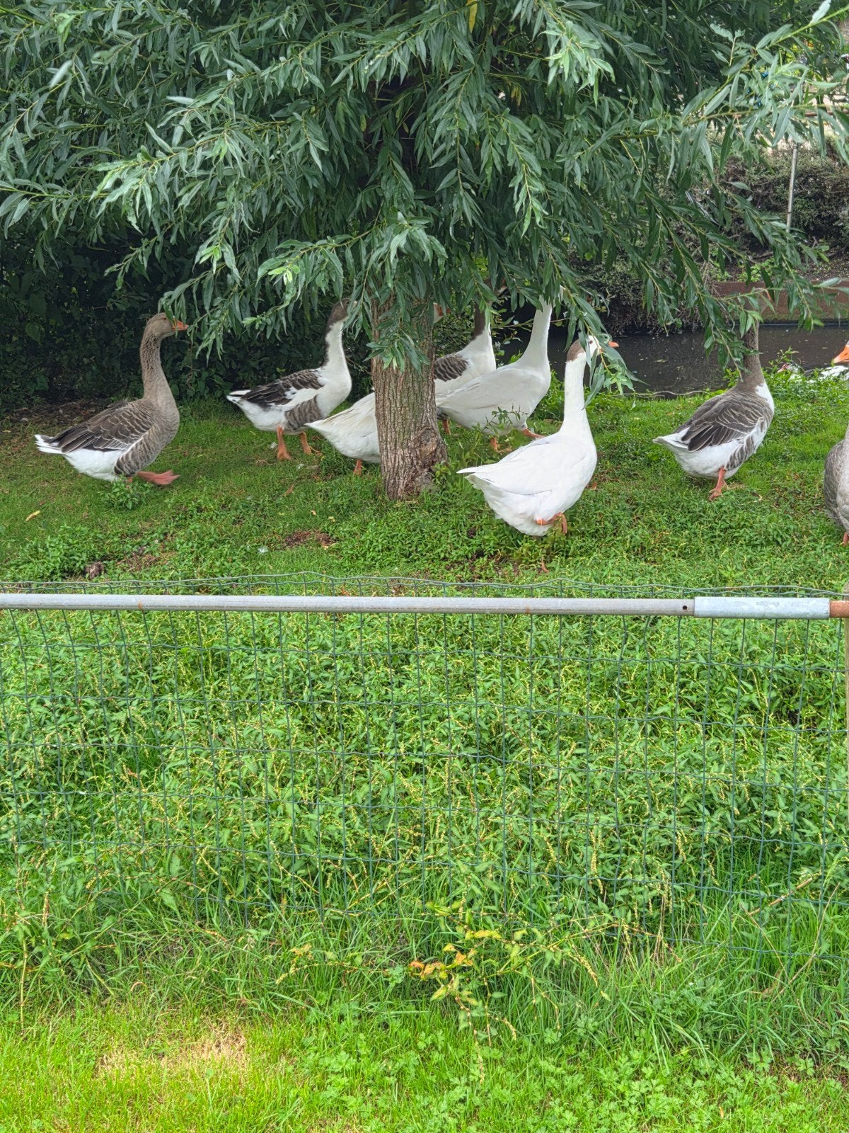 mooie boeren ganzen tekoop., Dieren en Toebehoren, Pluimvee, Meerdere dieren, Gans of Zwaan