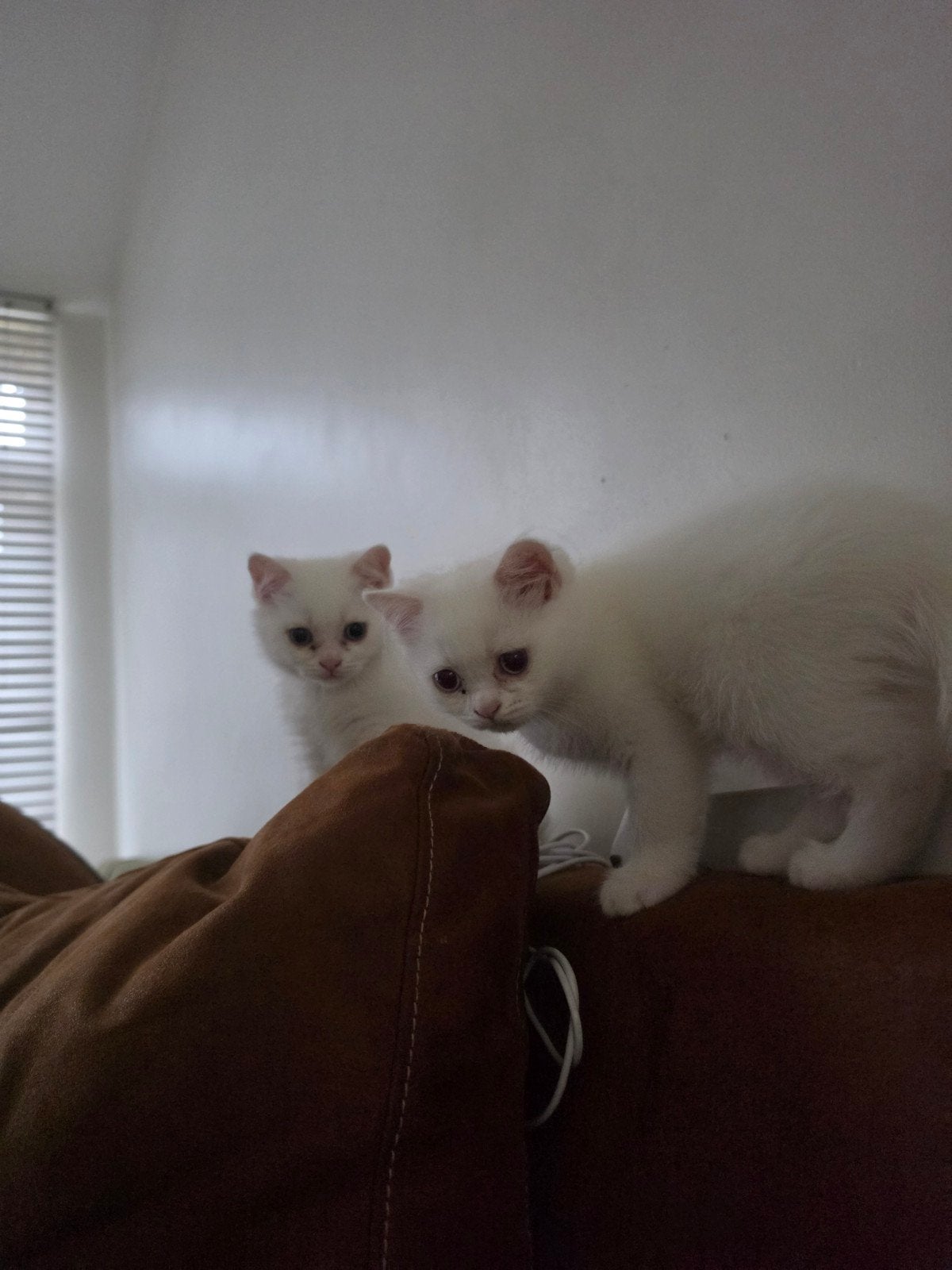 100% Britse korthaar kittens Wit 8 weken direct mee, Dieren en Toebehoren, Katten en Kittens | Raskatten | Langhaar, Meerdere dieren