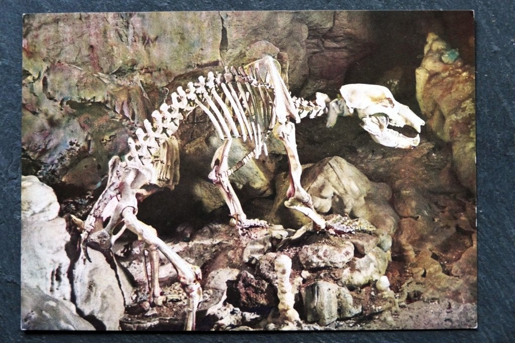 Skelet dinosaurus in Barenhohle/Karlhohle, Verzenden, 1980 tot heden, Ongelopen, Overige soorten