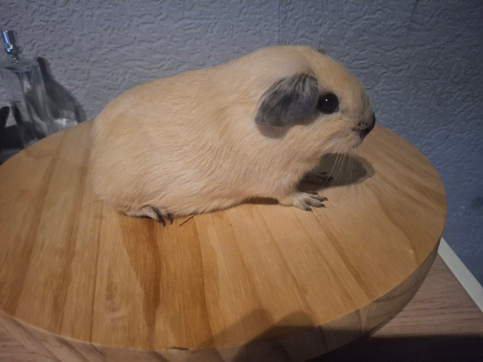leuk creme cali zwart zeugje, Cavia, Augustus, Vrouwelijk, Tam