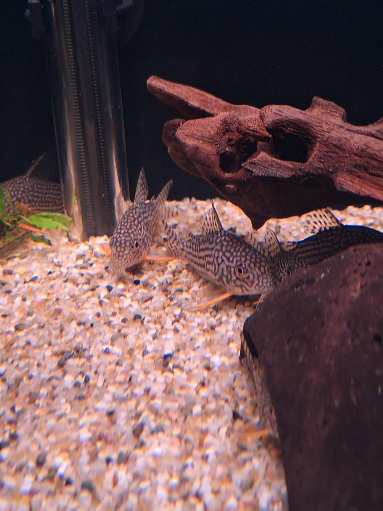 Corydora corydoras sterbai aquarium vissen kopen, Dieren en Toebehoren, Vissen | Aquariumvissen, Vis