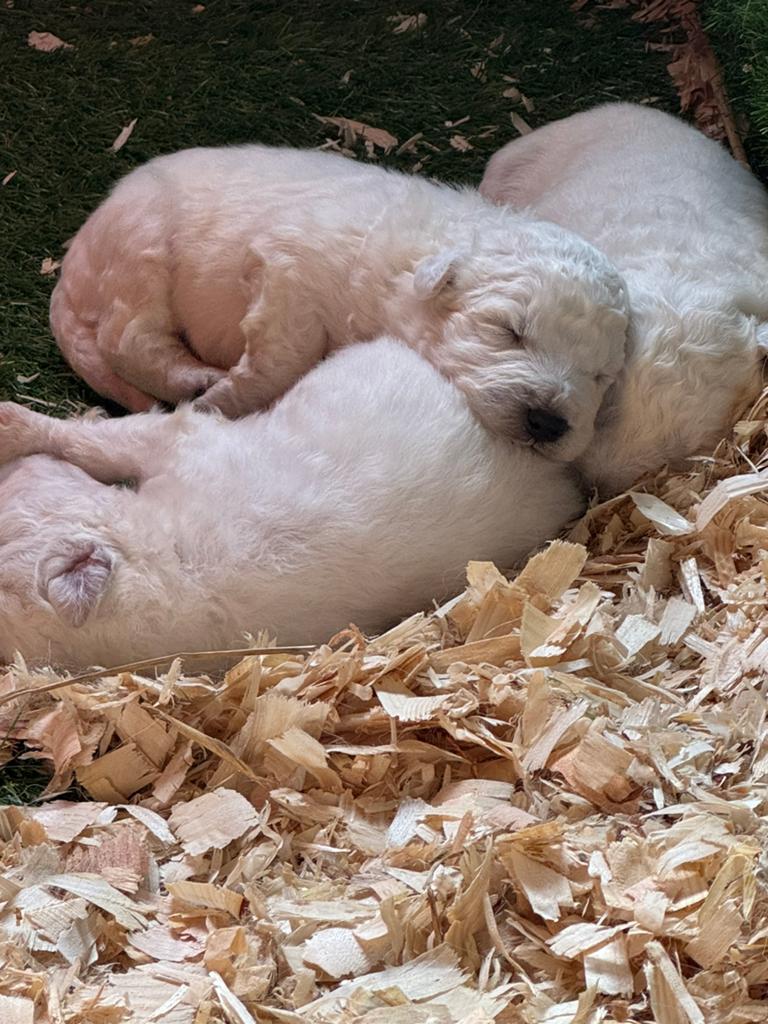 Prachtige Berghond van de Maremmen Puppies, Dieren en Toebehoren, Honden | Herdershonden en Veedrijvers, 8 tot 15 weken, Meerdere