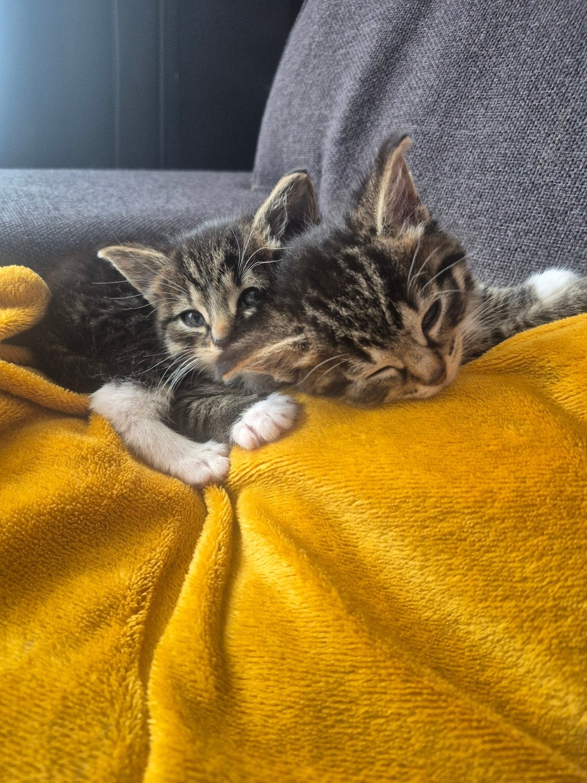 Gereserveerd!!  kittens geboren 23 juli, Poes