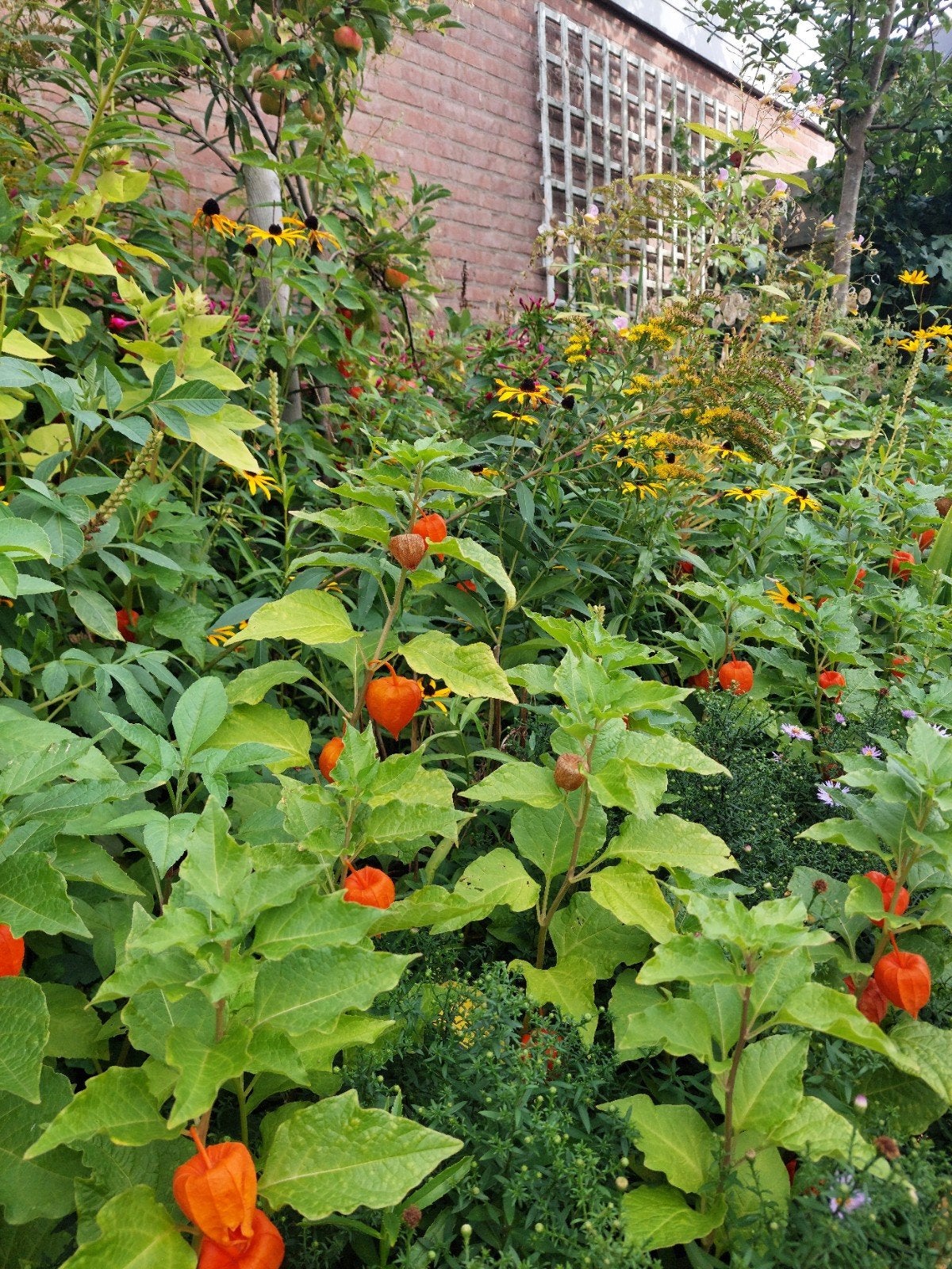 Lampionplant (Physalis alkekengi) - Jonge planten, Tuin en Terras, Ophalen, Overige soorten, Volle zon