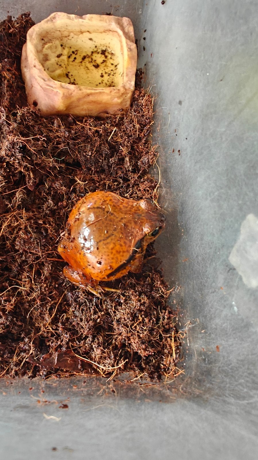 tomato frog, Bijen