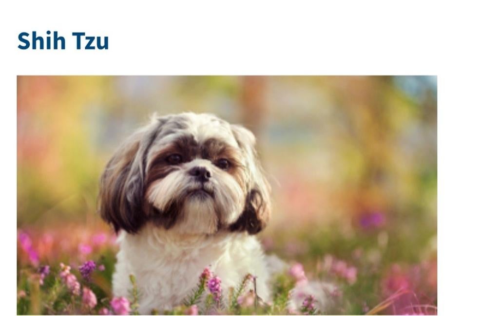 Klein hondje gevraagd.(Herplaatser), Eén persoon, Cadeaubon