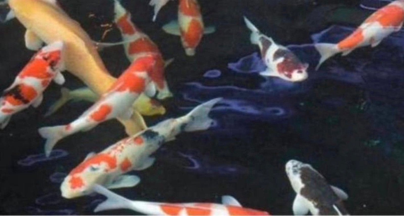Gezocht koikarpers en steur te koop., Dieren en Toebehoren, Vissen | Vijvervissen, Karper of Koi