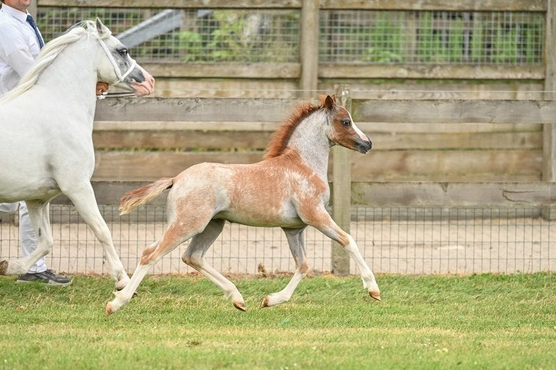 Te Koop aangeboden: Een apart Merrieveulen Welsh A, Dieren en Toebehoren, Merrie, Met stamboom, Niet van toepassing, 0 tot 2 jaar