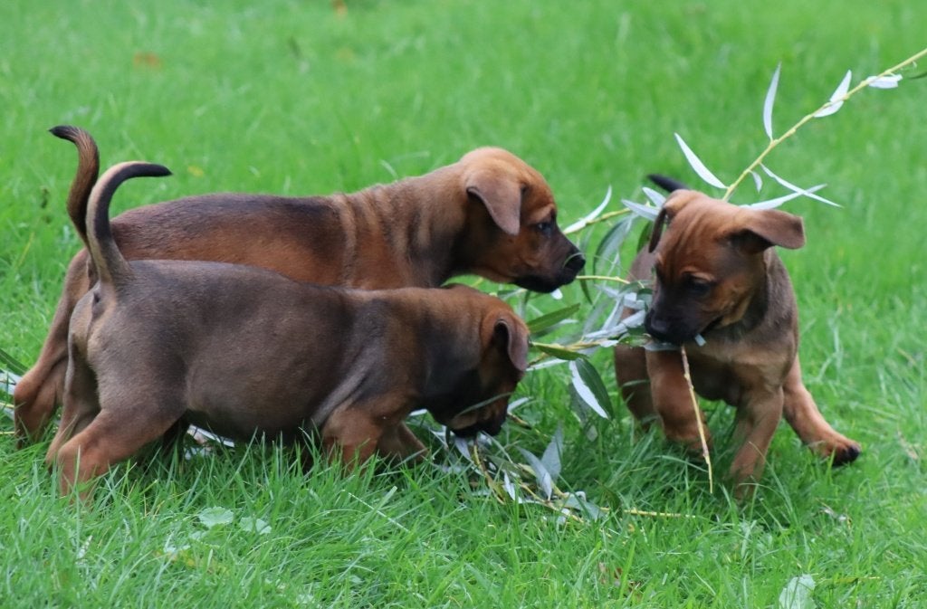 Honden, Dieren en Toebehoren, Overige rassen, 8 tot 15 weken, Meerdere, Meerdere dieren