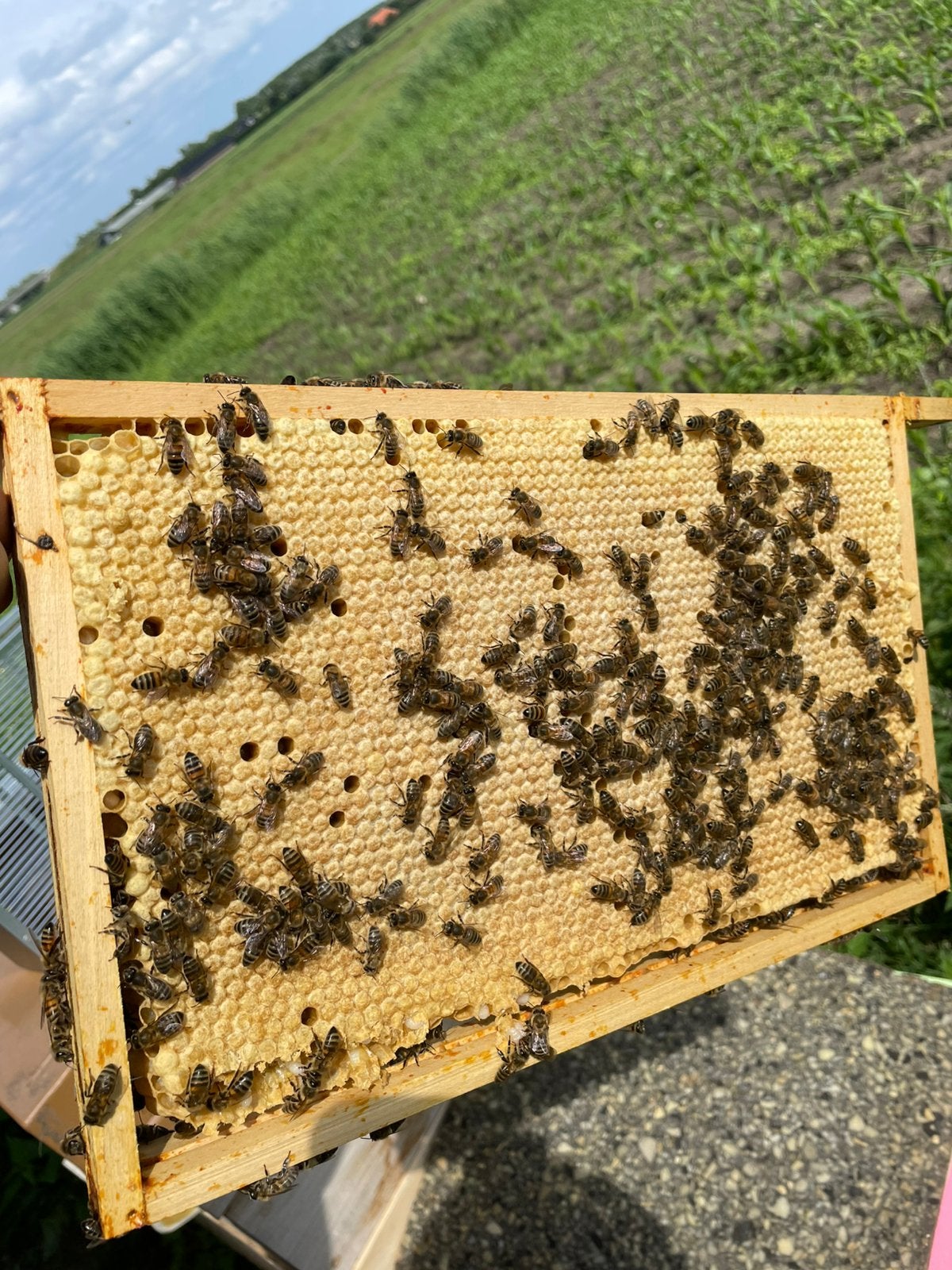 Buckfast bijenvolken te koop, simplex, spaarkast, Dieren en Toebehoren, Insecten en Spinnen, Bijen