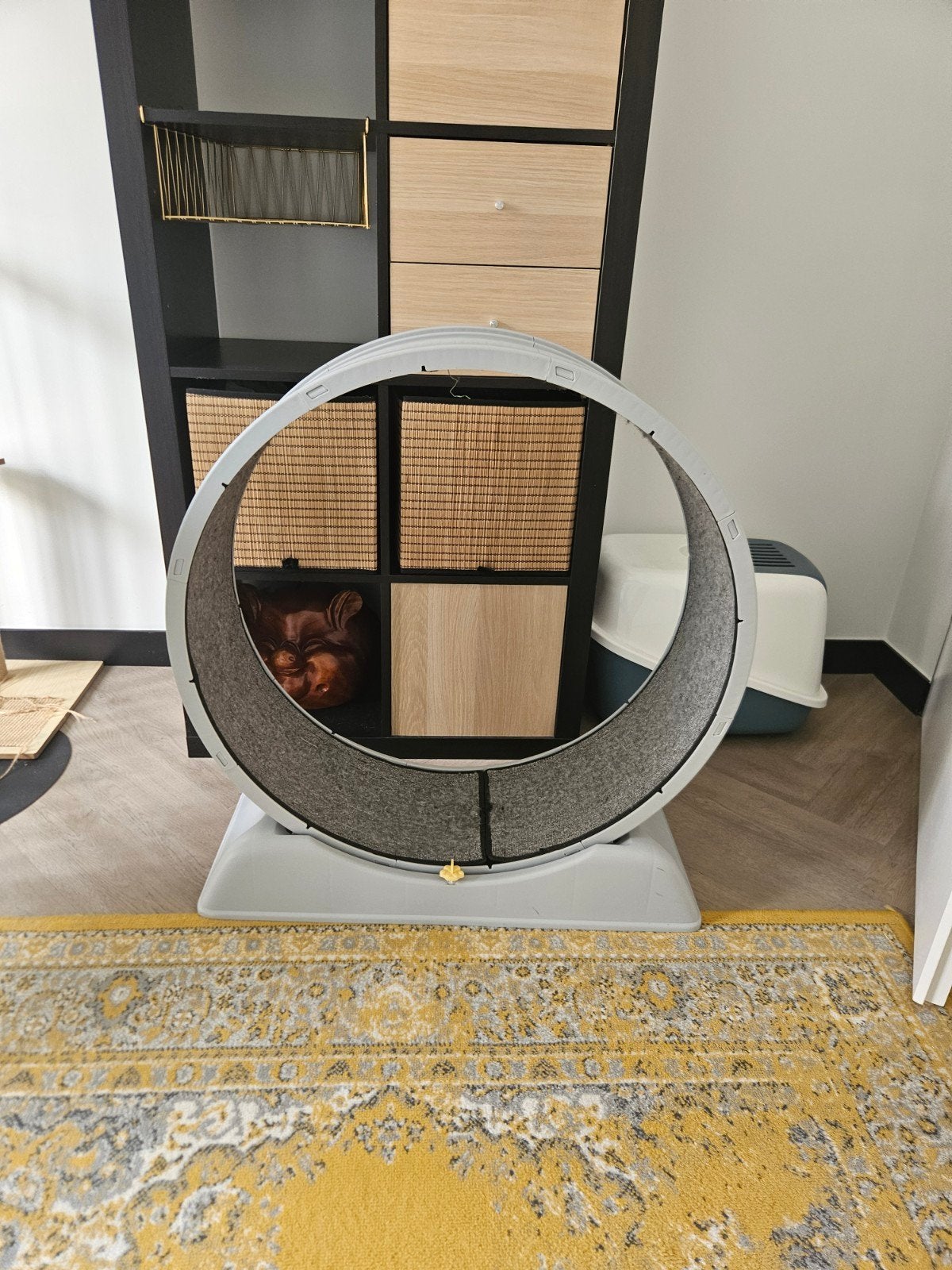groot looprad voor bijv katten, Dieren en Toebehoren, Ophalen