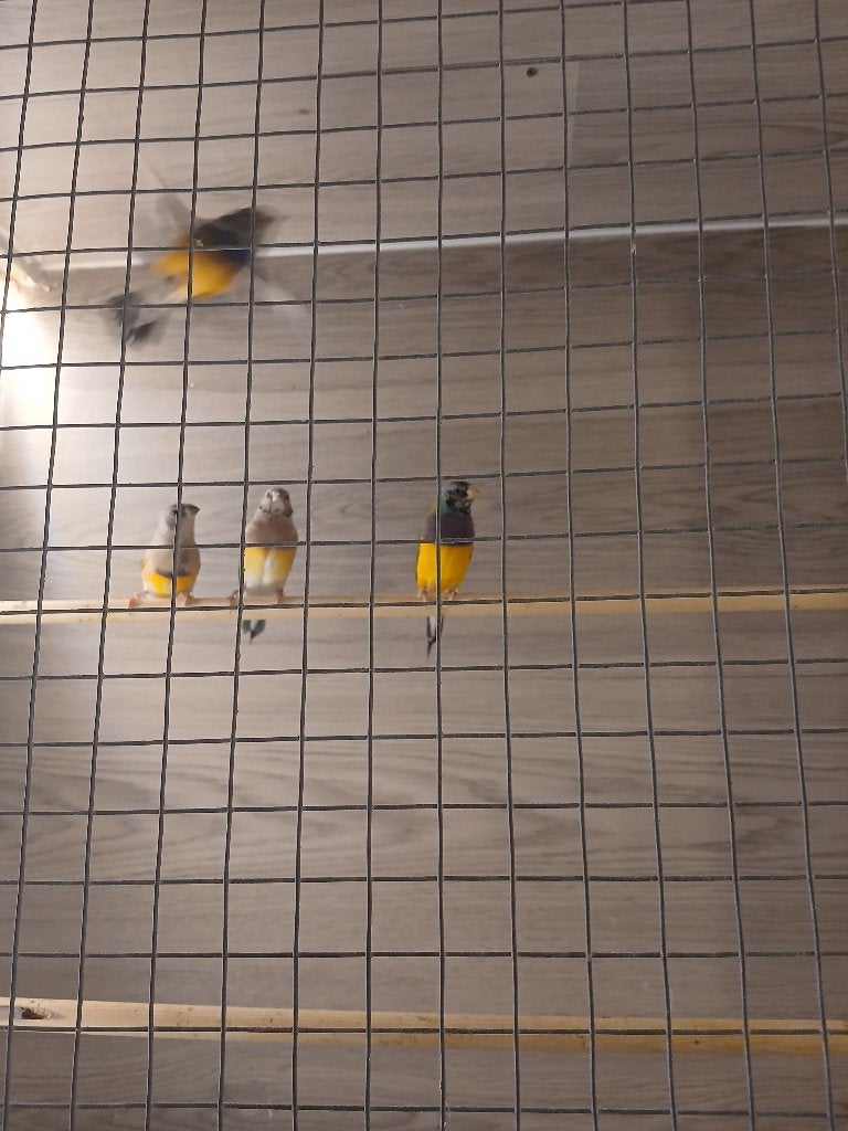 Te koop, Dieren en Toebehoren, Vogels | Overige Vogels, Meerdere dieren, Tropenvogel