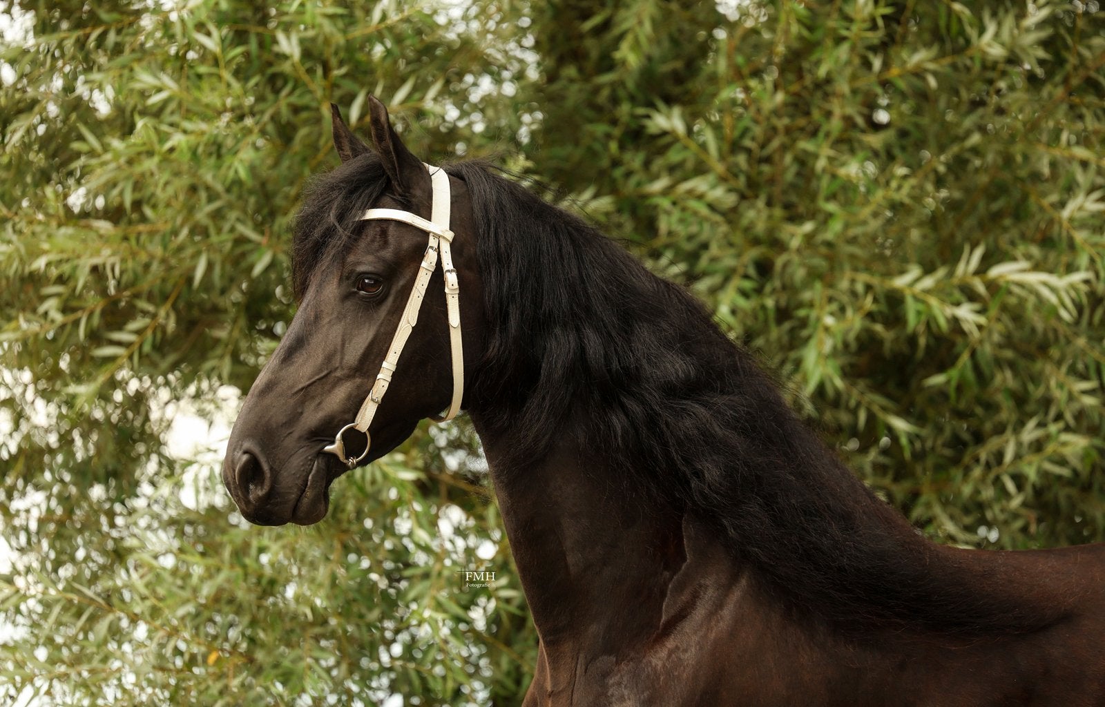 Getalenteerde Friese paarden, Meerdere dieren