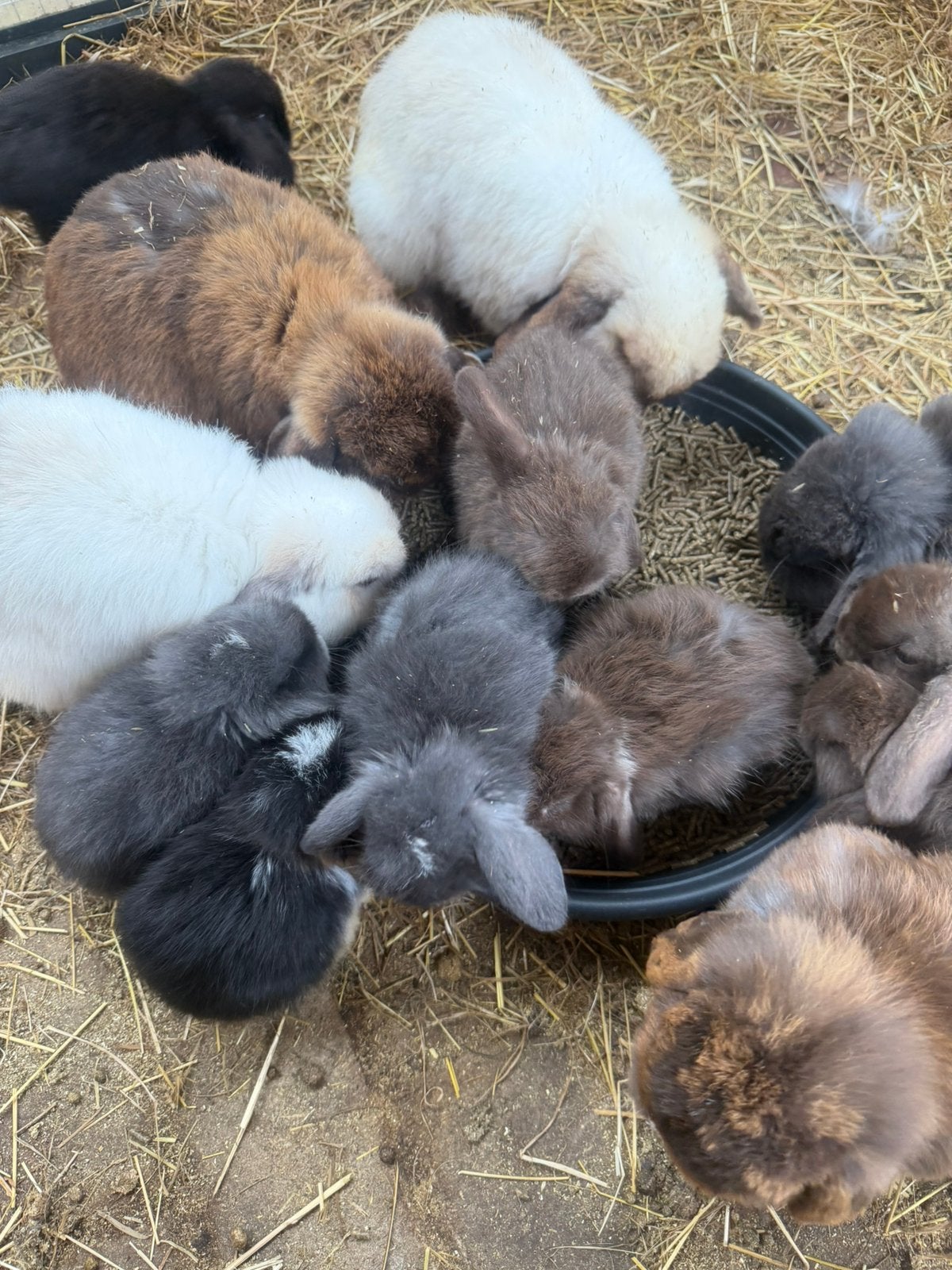 Minilop konijnen, Meerdere dieren