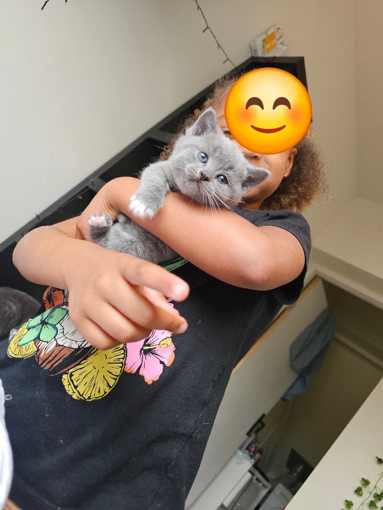 Britse korthaar kittens, Dieren en Toebehoren, Meerdere dieren, Ontwormd, 0 tot 2 jaar