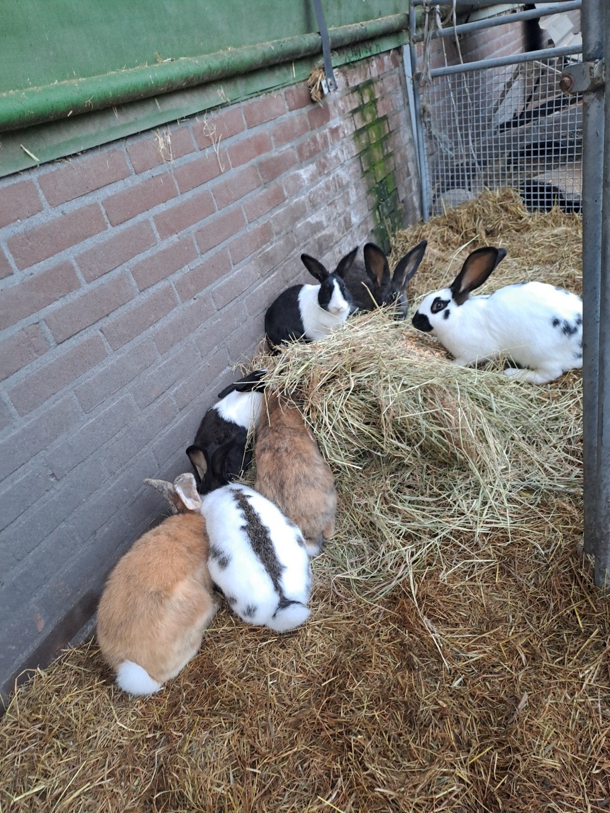 konijnen, Dieren en Toebehoren, Meerdere dieren, Middelgroot, 0 tot 2 jaar