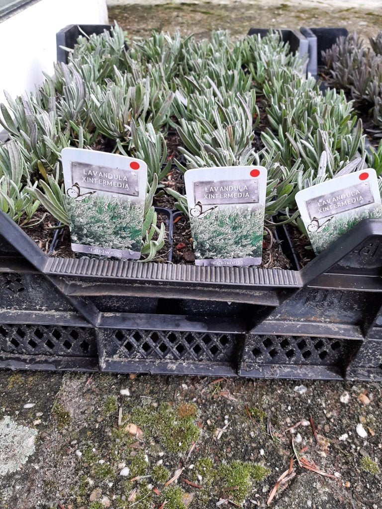 vaste planten   700 soorten, Tuin en Terras, Planten | Tuinplanten, Ophalen, Vaste plant, Overige soorten, Halfschaduw