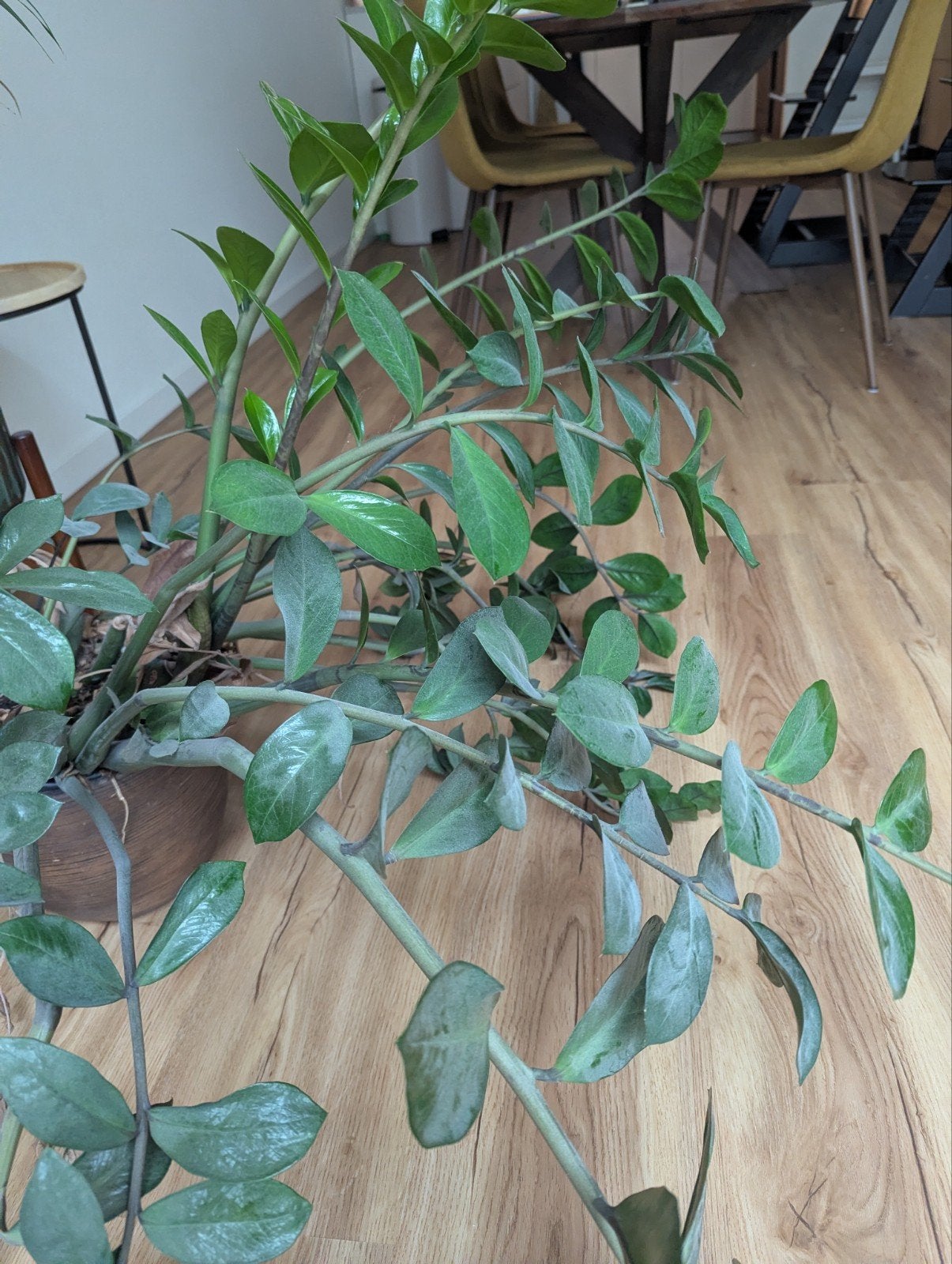 Grote zamioculcas kamerplant, Huis en Inrichting, Ophalen, Vetplant, Halfschaduw, Minder dan 100 cm