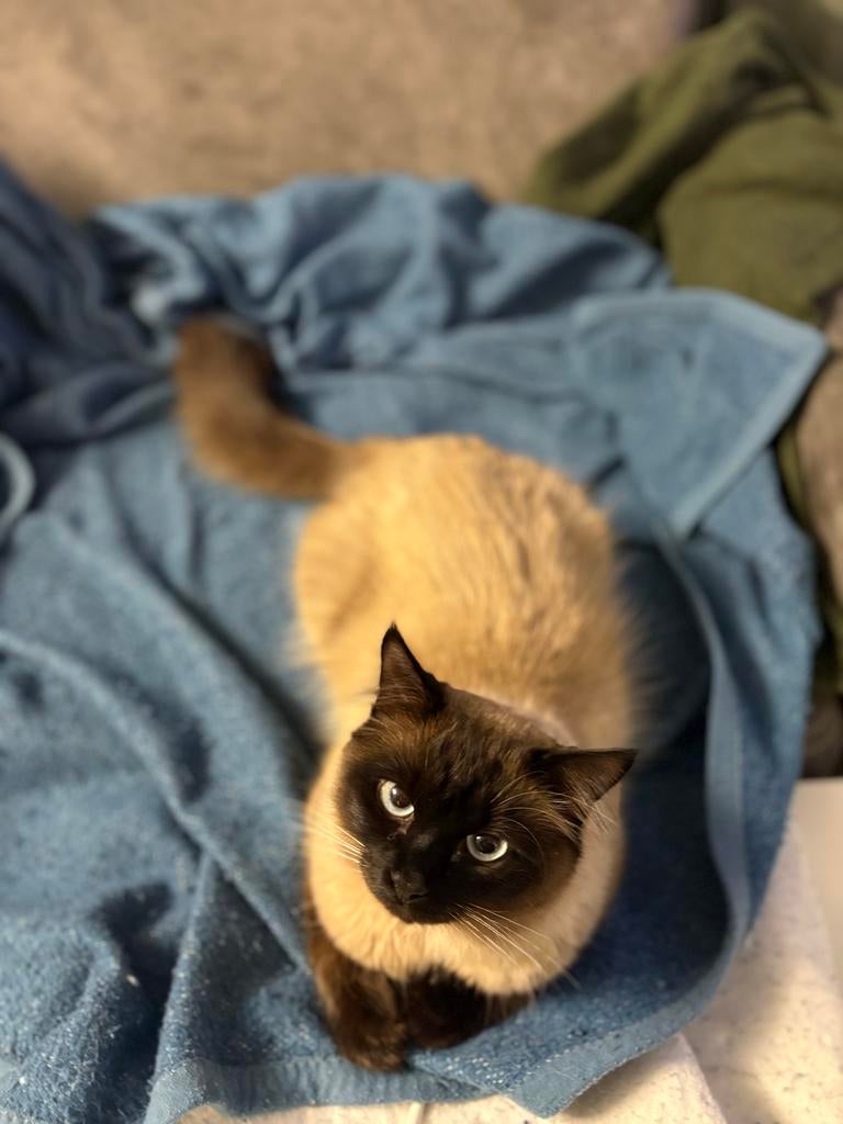 Dekkater Siamese x Ragdoll: Lieve & ervaren Tommy, 0 tot 2 jaar