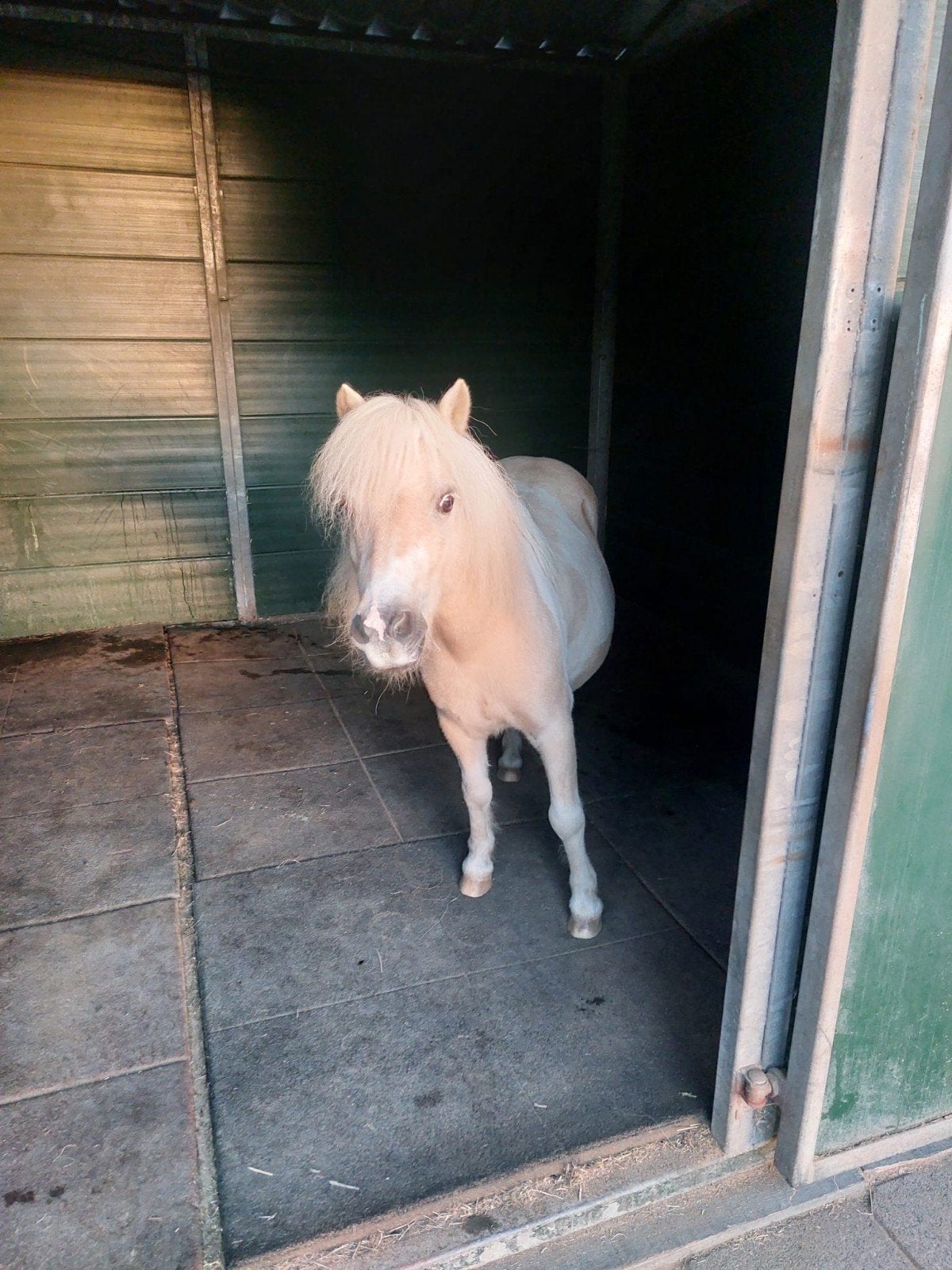 plekken voor a of b ponys, Dieren en Toebehoren, Stalling, 2 of 3 paarden of pony's